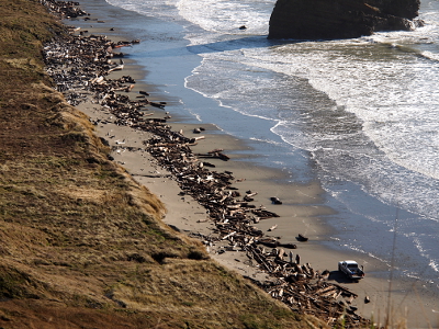 [A huge (tall and wide) unbroken stretch of driftwood lies on the beach. A person with a pickup truck near it is collecting some.]